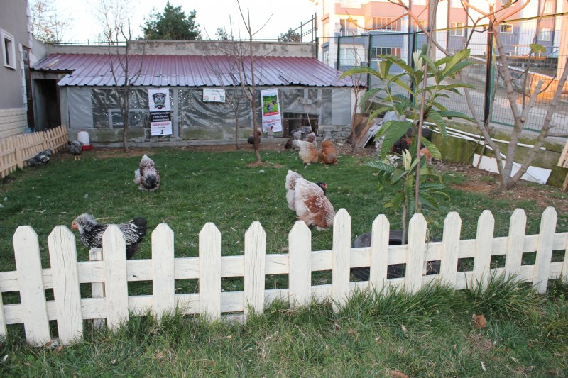 Hediye civcivle başladı kuluçkalık yumurta ihraç ediyor - 21