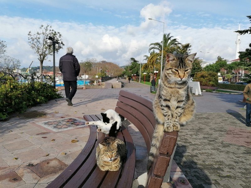 SAHİLDE “SOKAK ÇOCUĞU” OLMAK… - 7