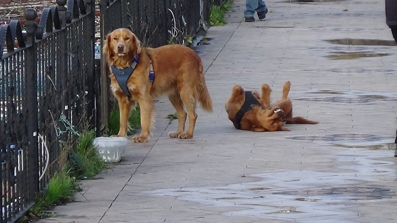 SAHİLDE “SOKAK ÇOCUĞU” OLMAK… - 2