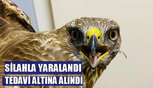 Silahla yaralanan Atmaca tedavi altına alındı