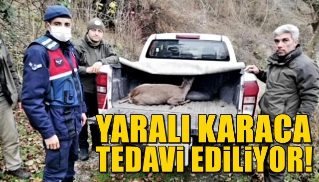 Yaralı karaca tedavi ediliyor