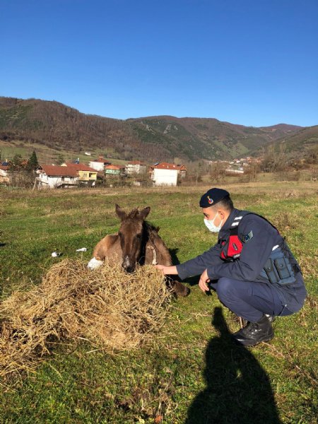 YARALI KATIRLARA JANDARMADAN ŞEFKAT ELİ  - 1