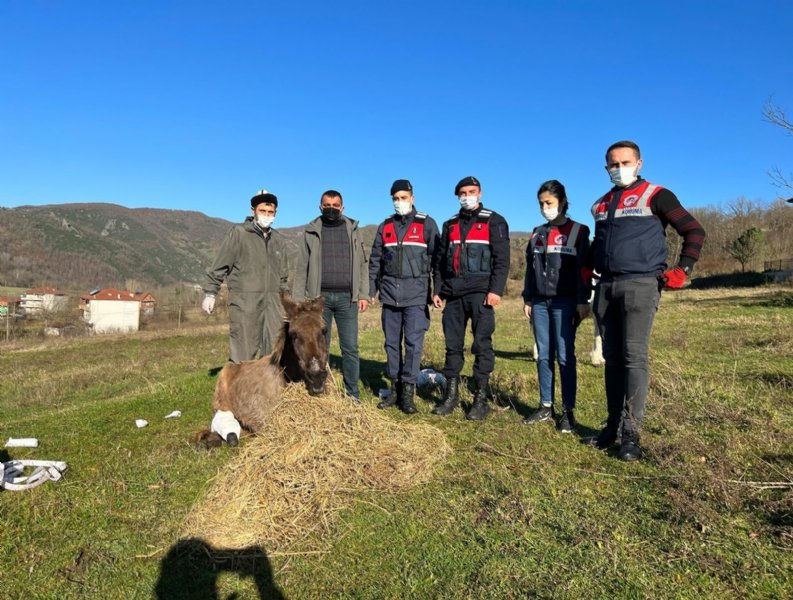 YARALI KATIRLARA JANDARMADAN ŞEFKAT ELİ  - 2