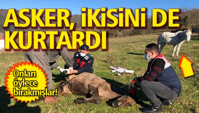 YARALI KATIRLARA JANDARMADAN ŞEFKAT ELİ 