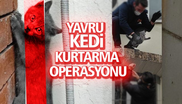 YAVRU KEDİ KURTARMA OPERASYONU