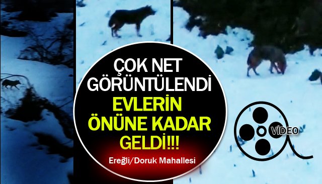 AÇ KALAN KURT, EVLERİN ÖNÜNE KADAR GELDİ!