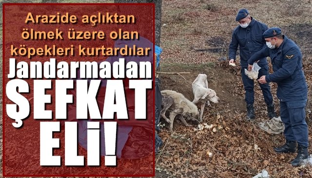 Açlık ve soğuktan ölmek üzereyken bulundular, koruma altına alındılar