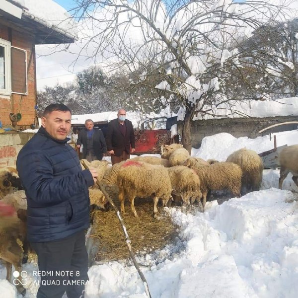 Ağıl çöktü 20 koyun telef oldu - 1