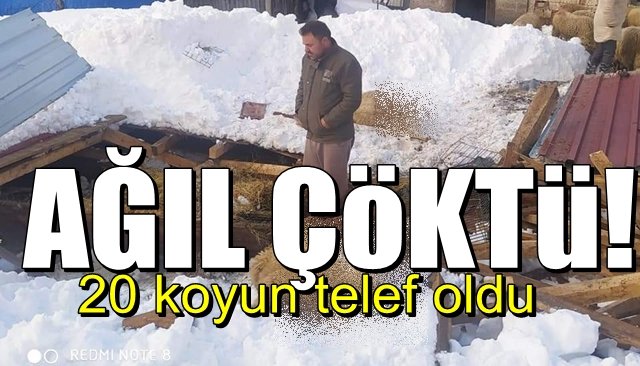    Ağıl çöktü 20 koyun telef oldu