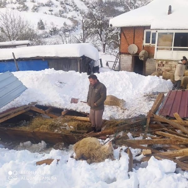 Ağıl çöktü 20 koyun telef oldu - 2