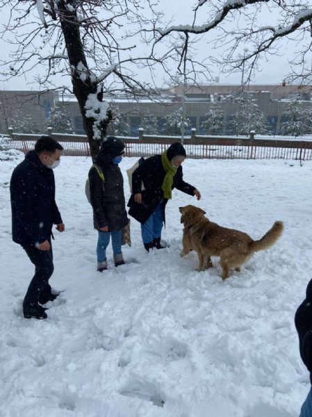 AK PARTİLİ GENÇLERDEN SOKAK CANLARINA KULÜBELER…  - 3
