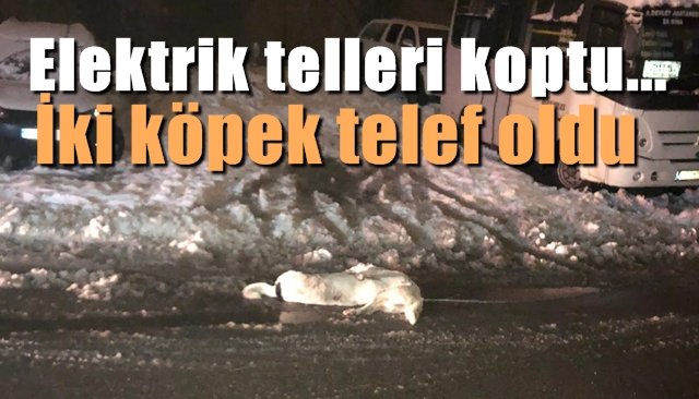 Elektrik telleri koptu… İki köpek telef oldu…