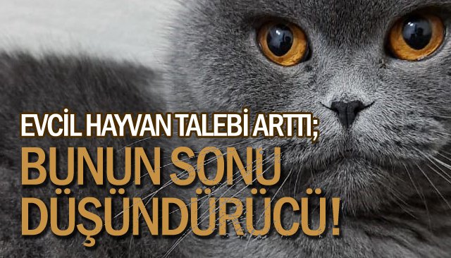 EVCİL HAYVAN TALEBİ ARTTI; BU İŞİN SONU DÜŞÜNDÜRÜCÜ!