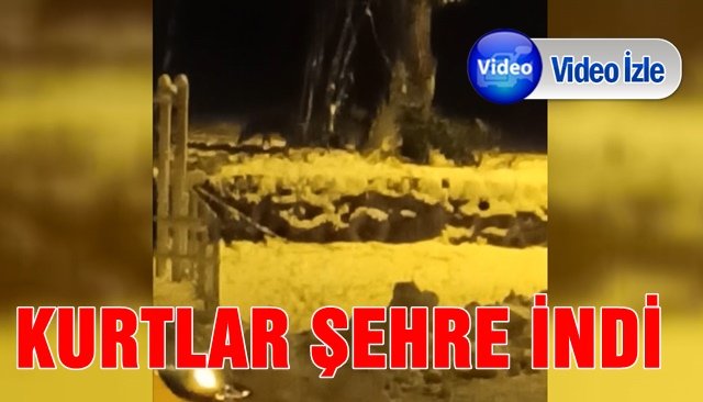 KURTLAR ŞEHRE İNDİ