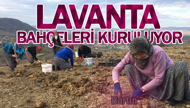 LAVANTA BAHÇELERİ KURULUYOR