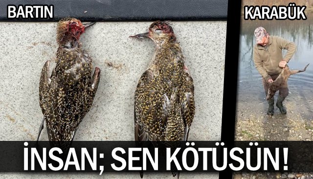 NESLİ TÜKENMEKTE OLAN KUŞLARI VURDULAR!