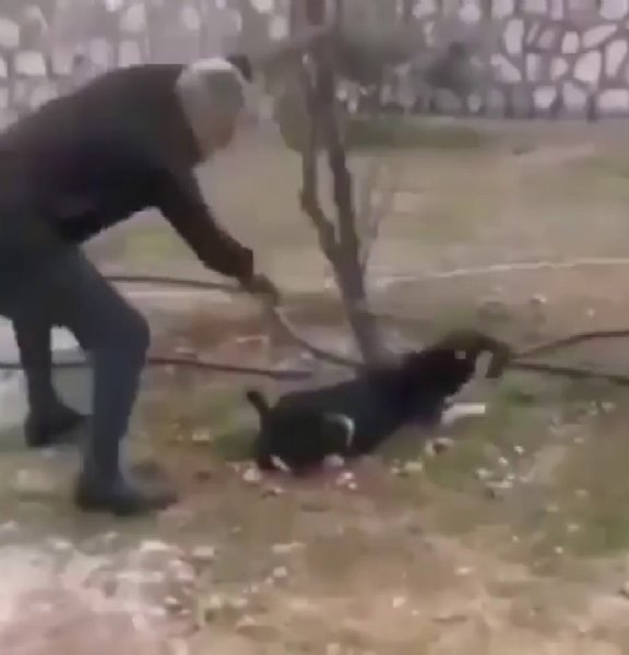  Valilikten köpeğe işkence görüntülerine ilişkin açıklama  - 2