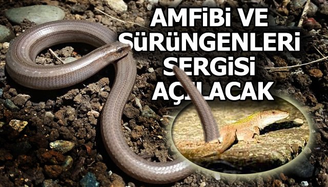 AMFİBİ VE SÜRÜNGENLERİ SERGİSİ AÇILACAK