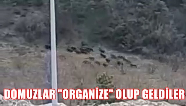 DOMUZLAR ´´ORGANİZE´´ OLUP GELDİLER...