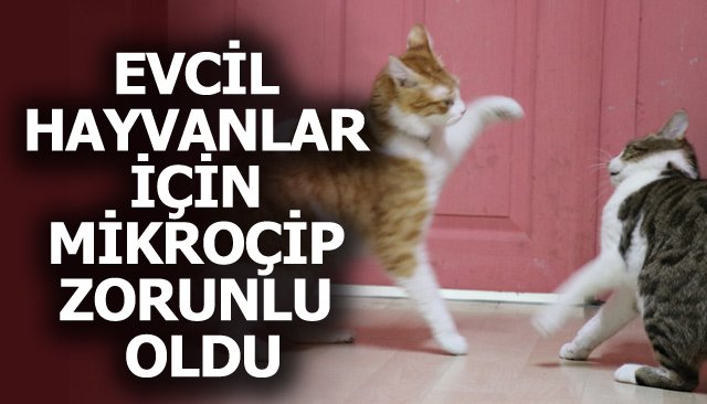 EVCİL HAYVANLAR İÇİN MİKROÇİP ZORUNLU OLDU 