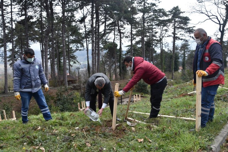 Hastalığa dayanıklı kestane dikimi yapıldı - 2