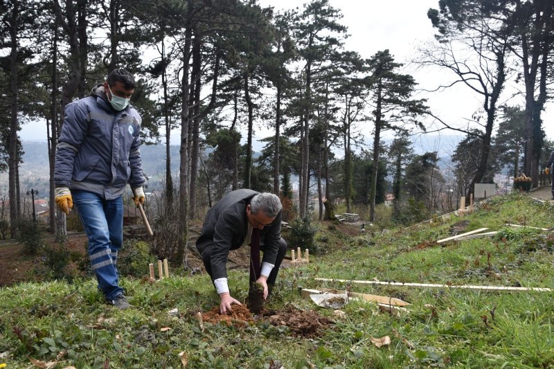 Hastalığa dayanıklı kestane dikimi yapıldı - 3