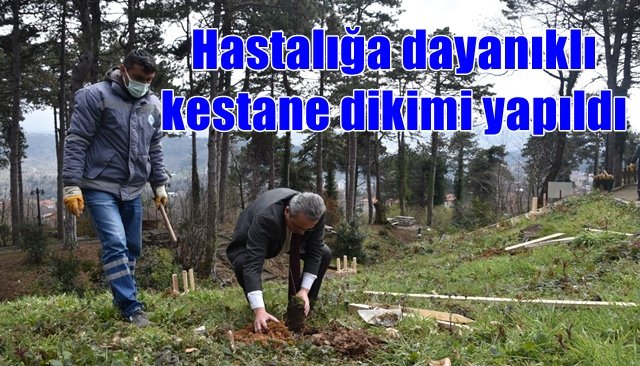 Hastalığa dayanıklı kestane dikimi yapıldı