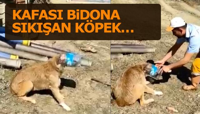 KAFASI BİDONA SIKIŞAN KÖPEK… 