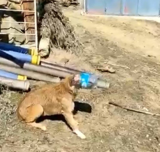 KAFASI BİDONA SIKIŞAN KÖPEK… - 1