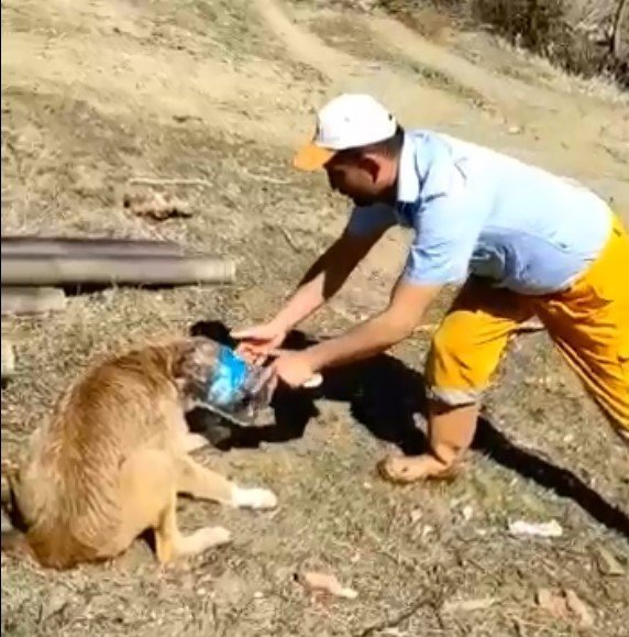 KAFASI BİDONA SIKIŞAN KÖPEK… - 2