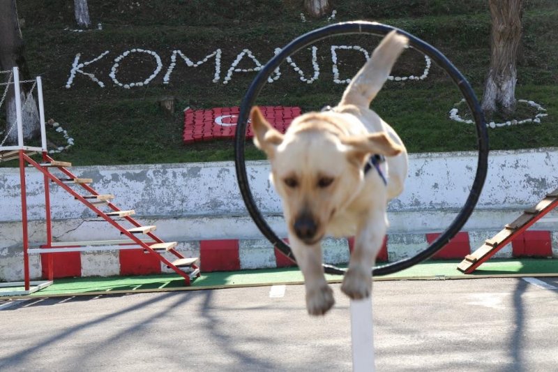 ´´Köpek´´ demeye  bin şahit ister! - 6