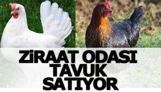 ZİRAAT ODASI TAVUK SATIYOR 