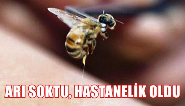 ARI SOKTU, HASTANELİK OLDU