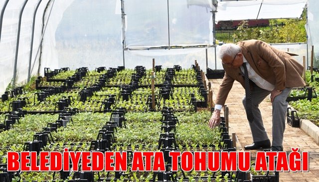 ATA TOHUMLARI EVLERE ULAŞTIRILACAK