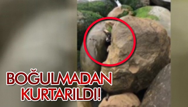 BOĞULMADAN KURTARILDI!