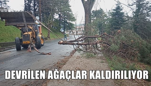 DEVRİLEN AĞAÇLAR KALDIRILIYOR