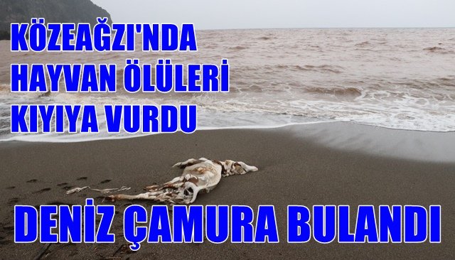 KÖZEAĞZI´NDA HAYVAN ÖLÜLERİ KIYIYA VURDU