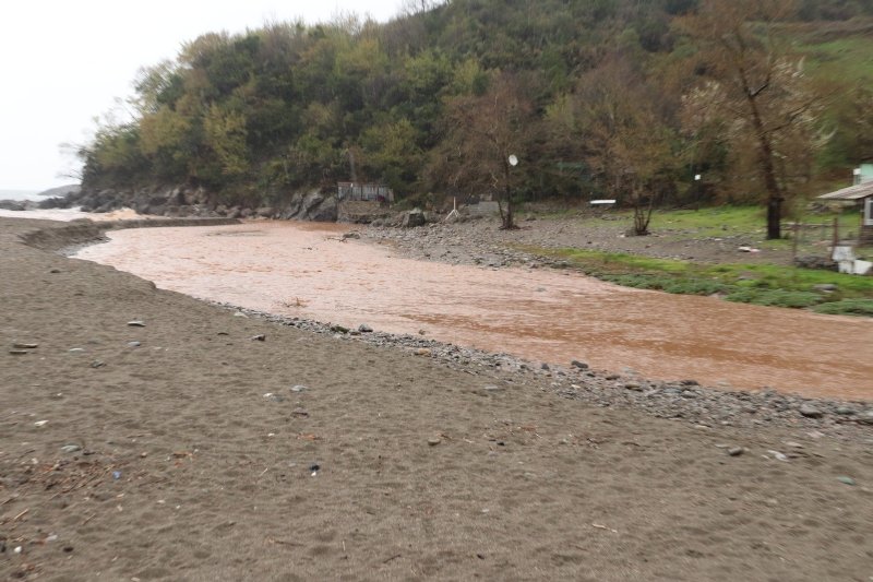KÖZEAĞZI´NDA HAYVAN ÖLÜLERİ KIYIYA VURDU - 2