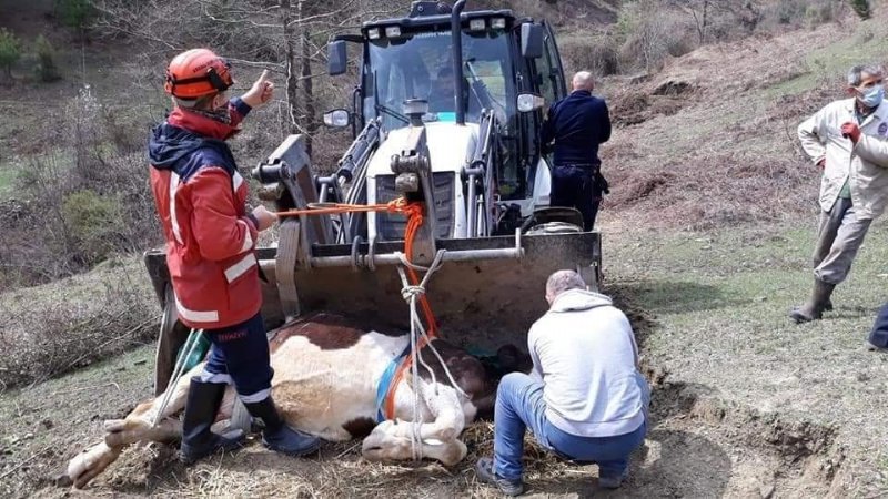 MAHSUR KALAN İNEK! - 2