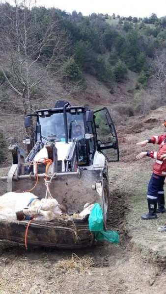 MAHSUR KALAN İNEK! - 3