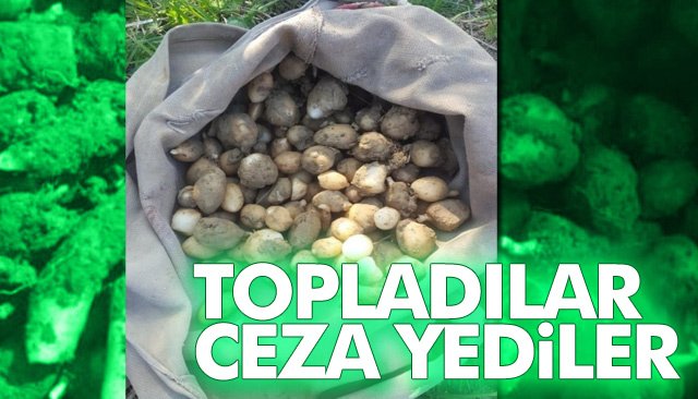 SALEP SOĞANI TOPLADILAR CEZA YEDİLER!