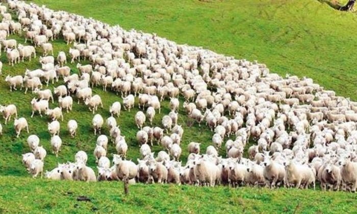 Valilikten Küçükbaş hayvancılık projesi … “KÖYÜMDE YAŞAMAK İÇİN BİR SÜRÜ NEDENİM VAR”  - 1