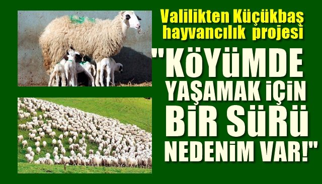 Valilikten Küçükbaş hayvancılık projesi … “KÖYÜMDE YAŞAMAK İÇİN BİR SÜRÜ NEDENİM VAR” 