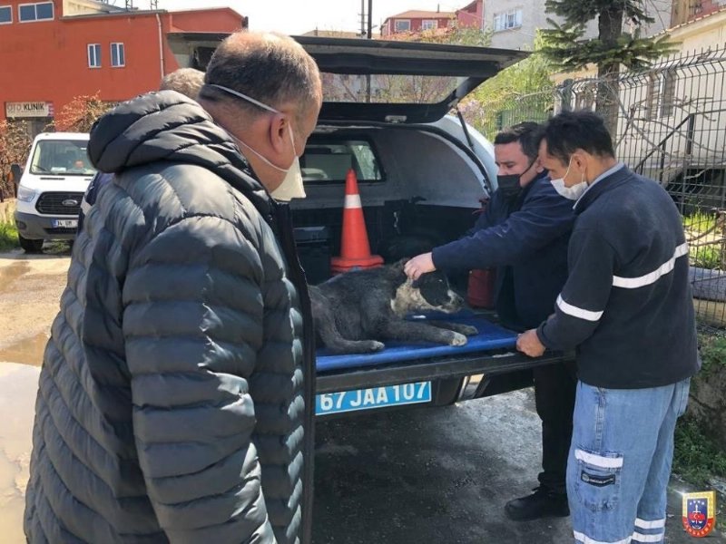 Yaralı bulunan köpeğe Jandarma şefkati - 1