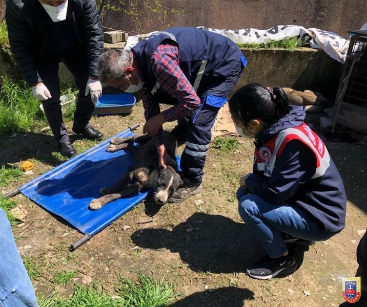 Yaralı bulunan köpeğe Jandarma şefkati - 2