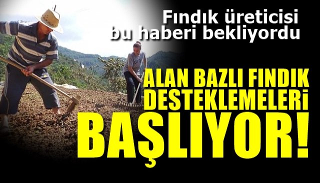 ALAN BAZLI FINDIK DESTEĞİ ÖDEMELERİ BAŞLIYOR