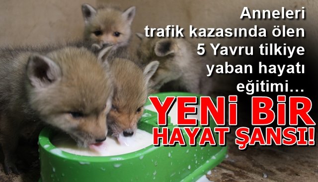 Anneleri trafik kazasında ölen 5 Yavru tilkiye yaban hayatı eğitimi… YENİ BİR HAYAT ŞANSI!