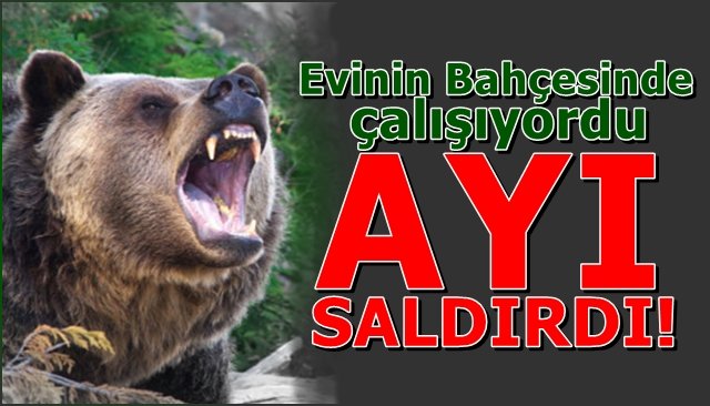  Bahçesinde çalışıyordu… AYI SALDIRDI