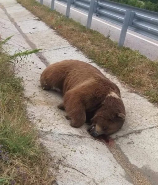 BOZ AYI ÖLÜSÜ BULUNDU! - 1