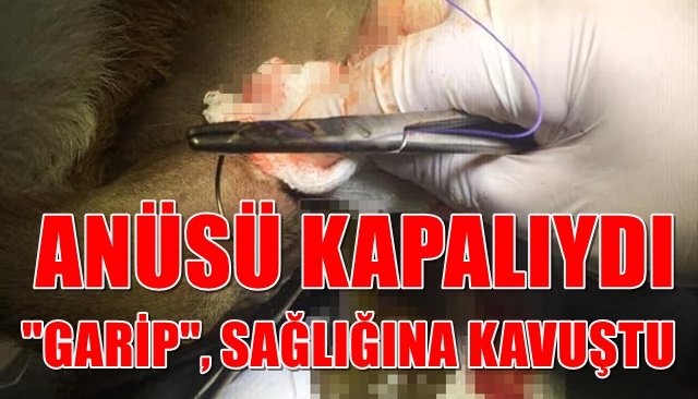 DOĞUŞTAN ANÜSÜ KAPALIYDI